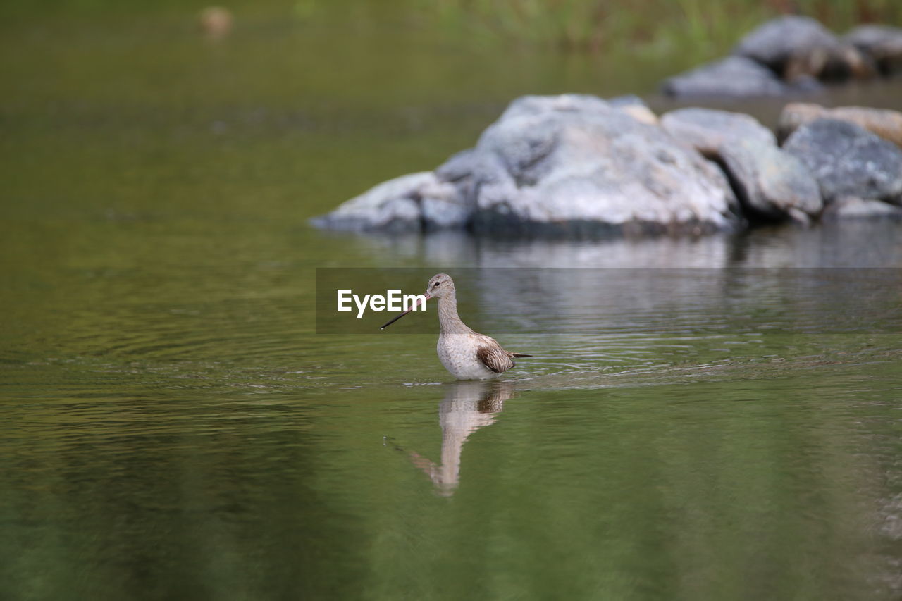 DUCKS SWIMMING IN LAKE