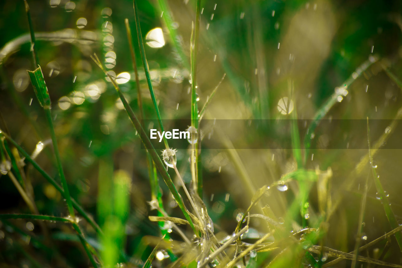 CLOSE-UP OF WET SPIDER WEB