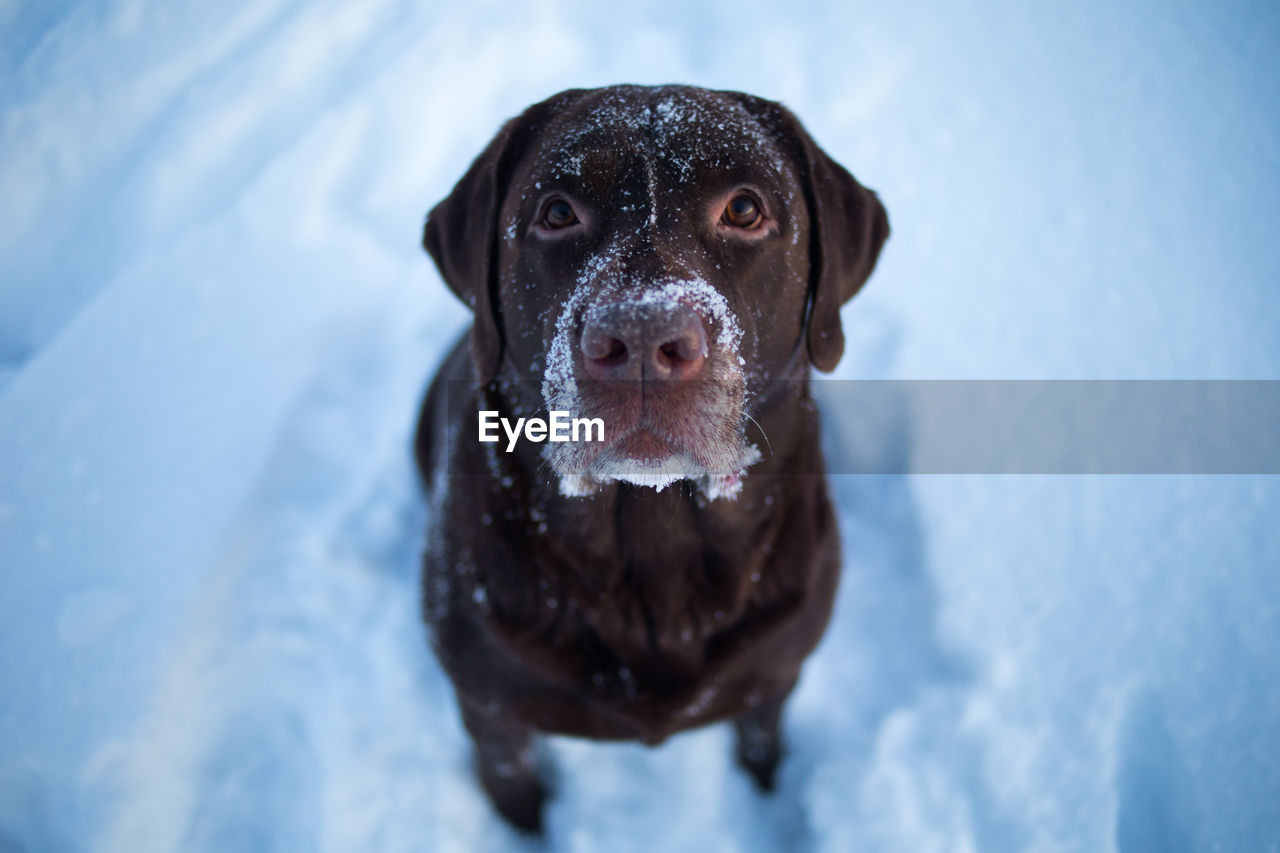 Close-up portrait of dog in snow