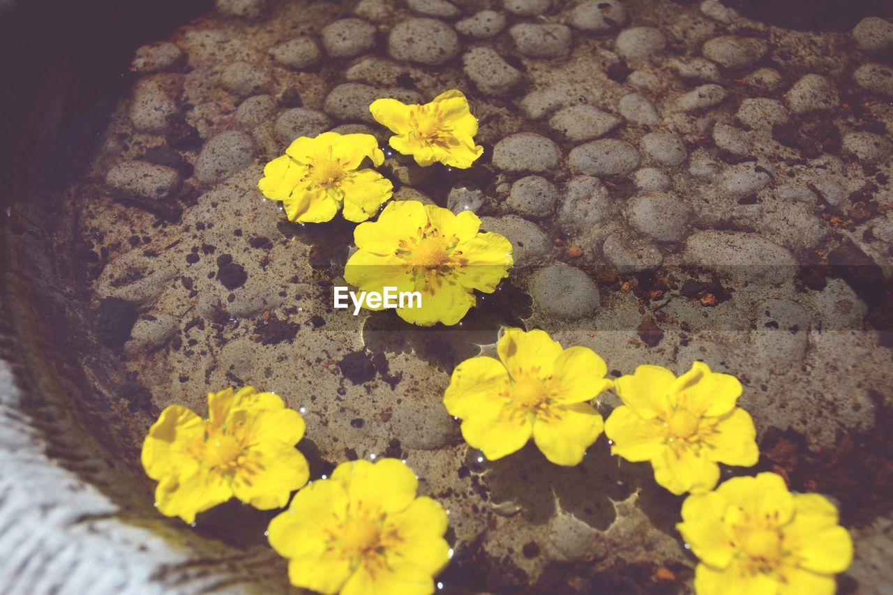 HIGH ANGLE VIEW OF YELLOW FLOWERS BLOOMING