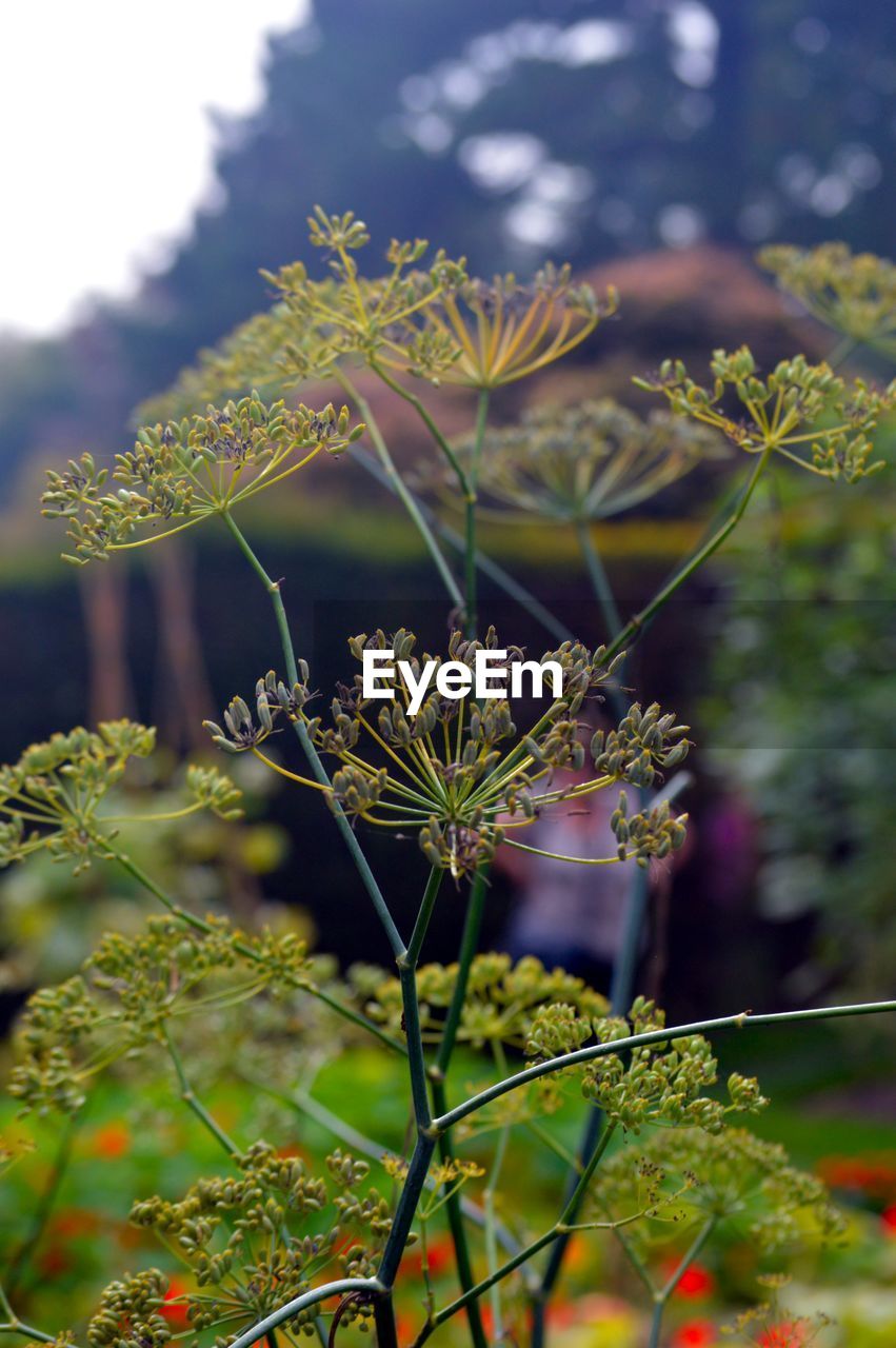 CLOSE-UP OF FLOWERING PLANT