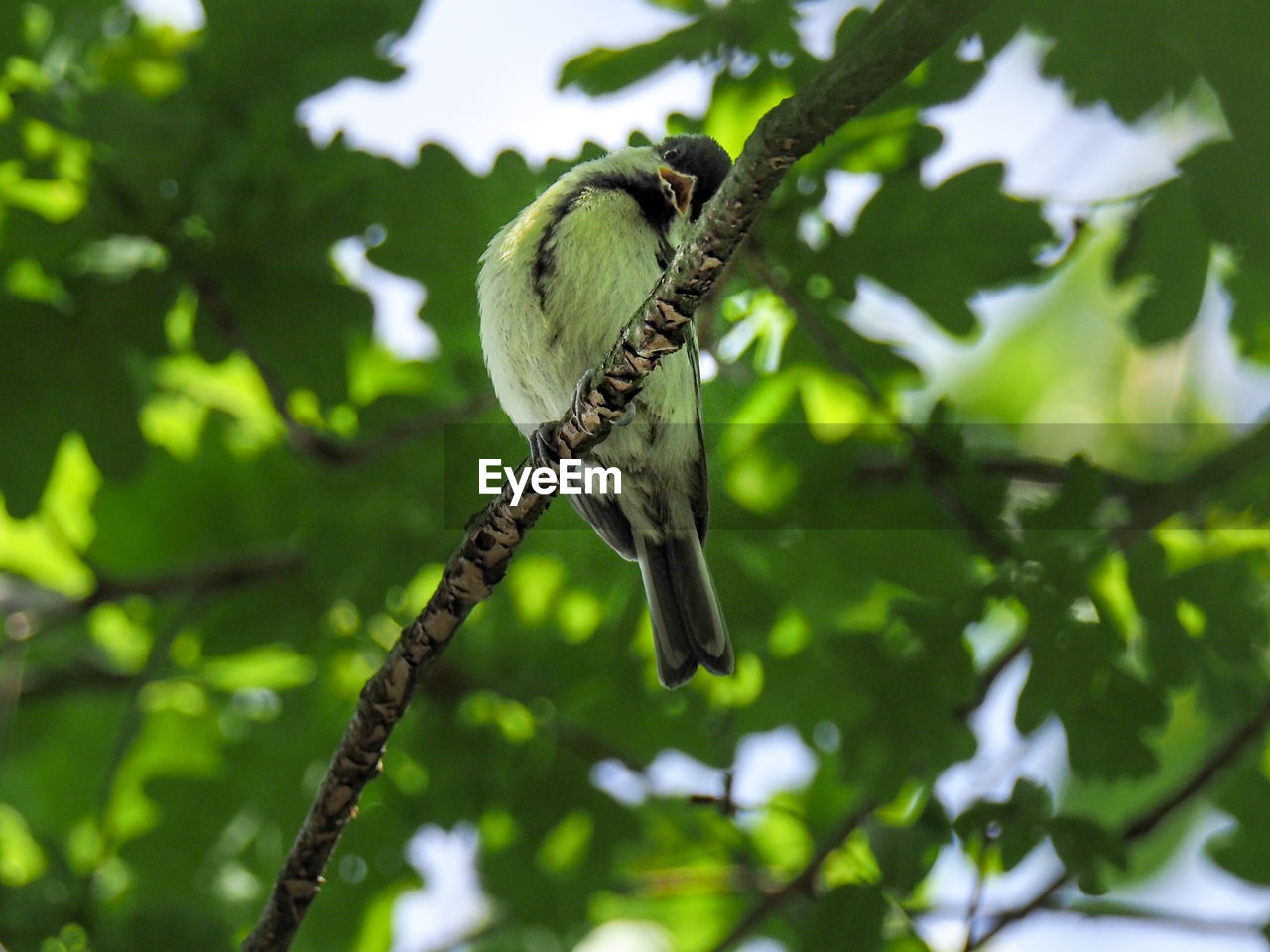 BIRD PERCHING ON A TREE