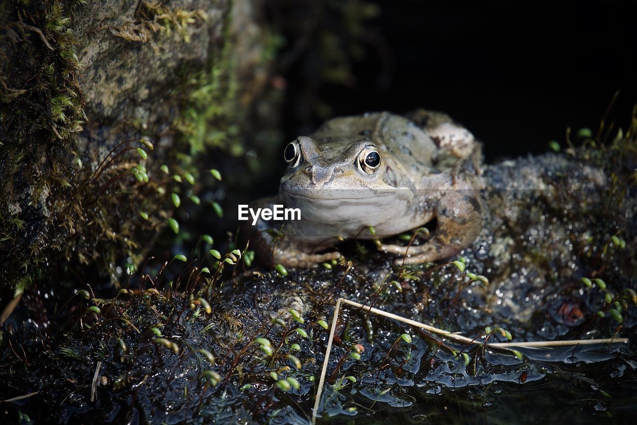 Close-up of frog on land