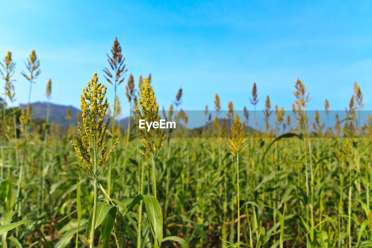 Close-up of crops growing on field against sky