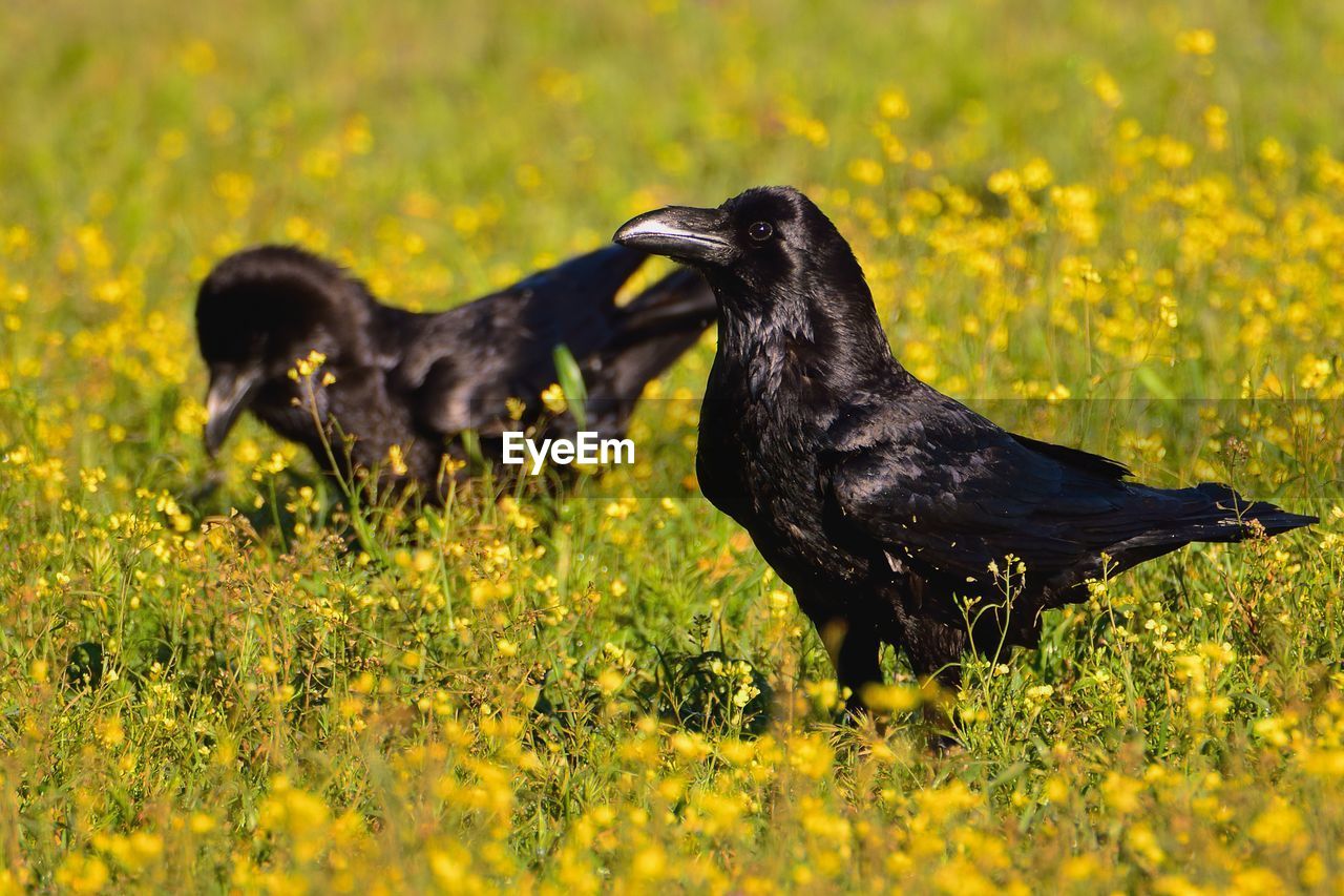 BLACK BIRD ON FIELD