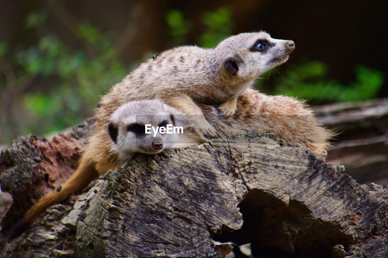 Close-up of meerkats on tree