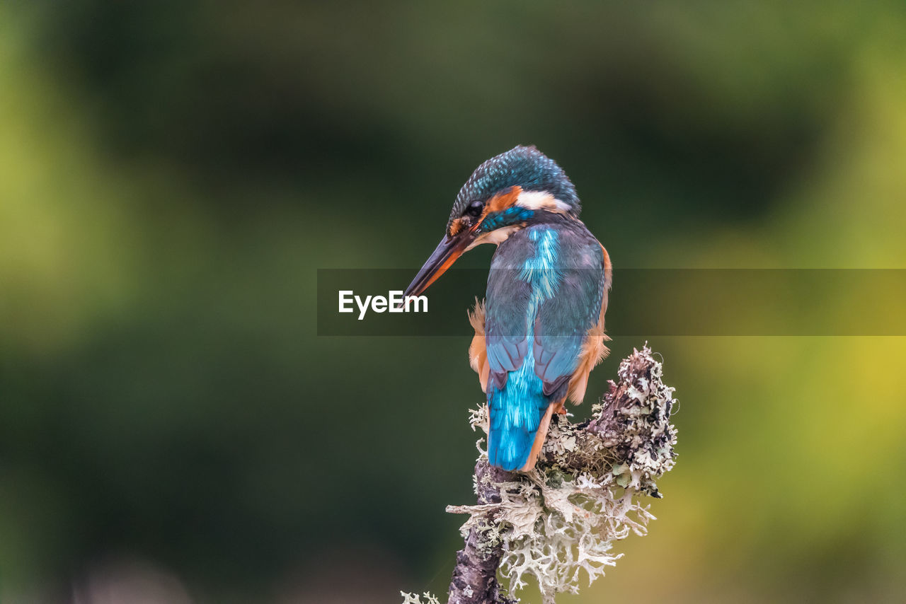 CLOSE-UP OF A BIRD PERCHING ON A BRANCH