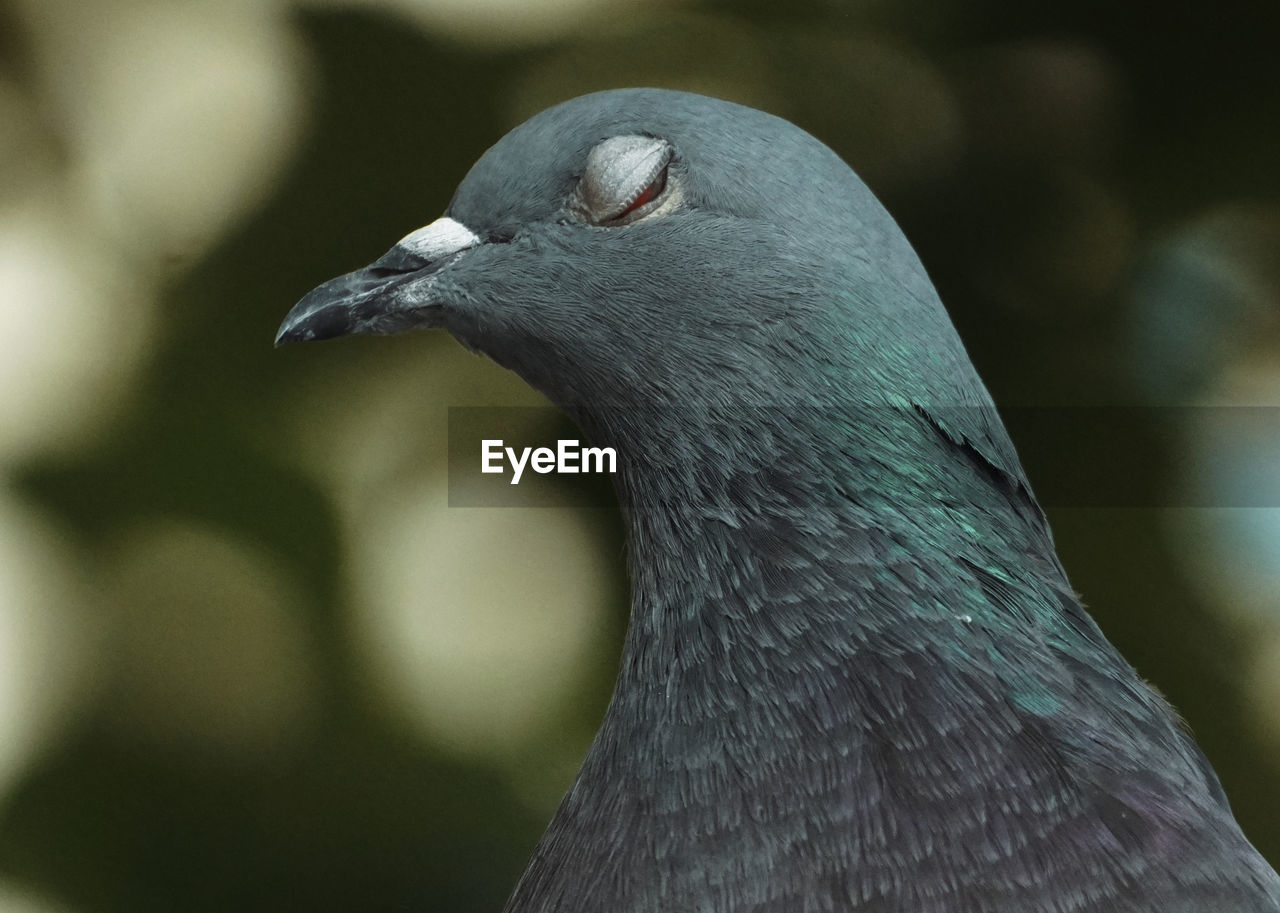 Close-up of pigeon