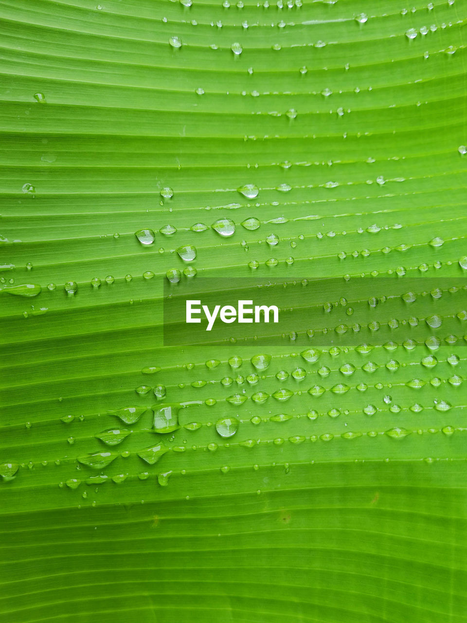 water, green, drop, backgrounds, wet, leaf, close-up, nature, plant part, no people, freshness, full frame, pattern, grass, macro, purity, moisture, beauty in nature, abstract, textured, environment, dew, fragility, rain, circle, extreme close-up, outdoors, plant, vibrant color, macro photography, line, plant stem, growth