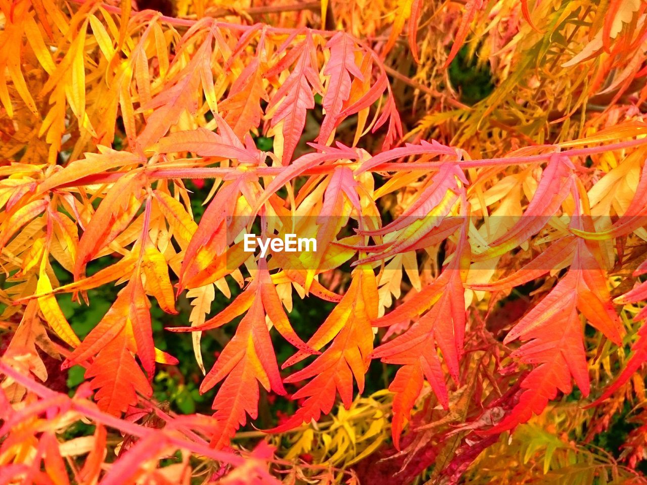 Close-up of autumn tree