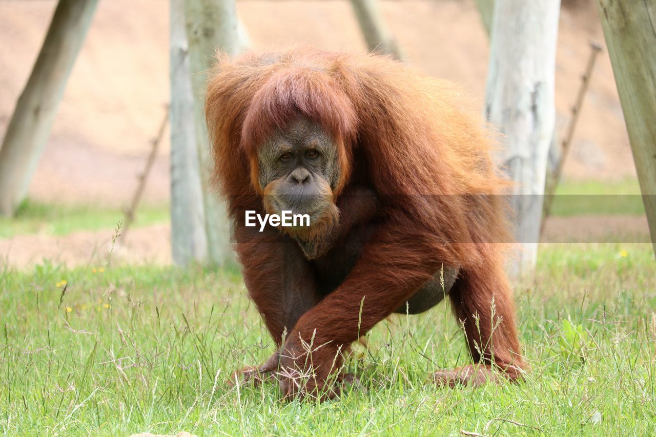Portrait of orangutan on grassy field at lisbon zoo