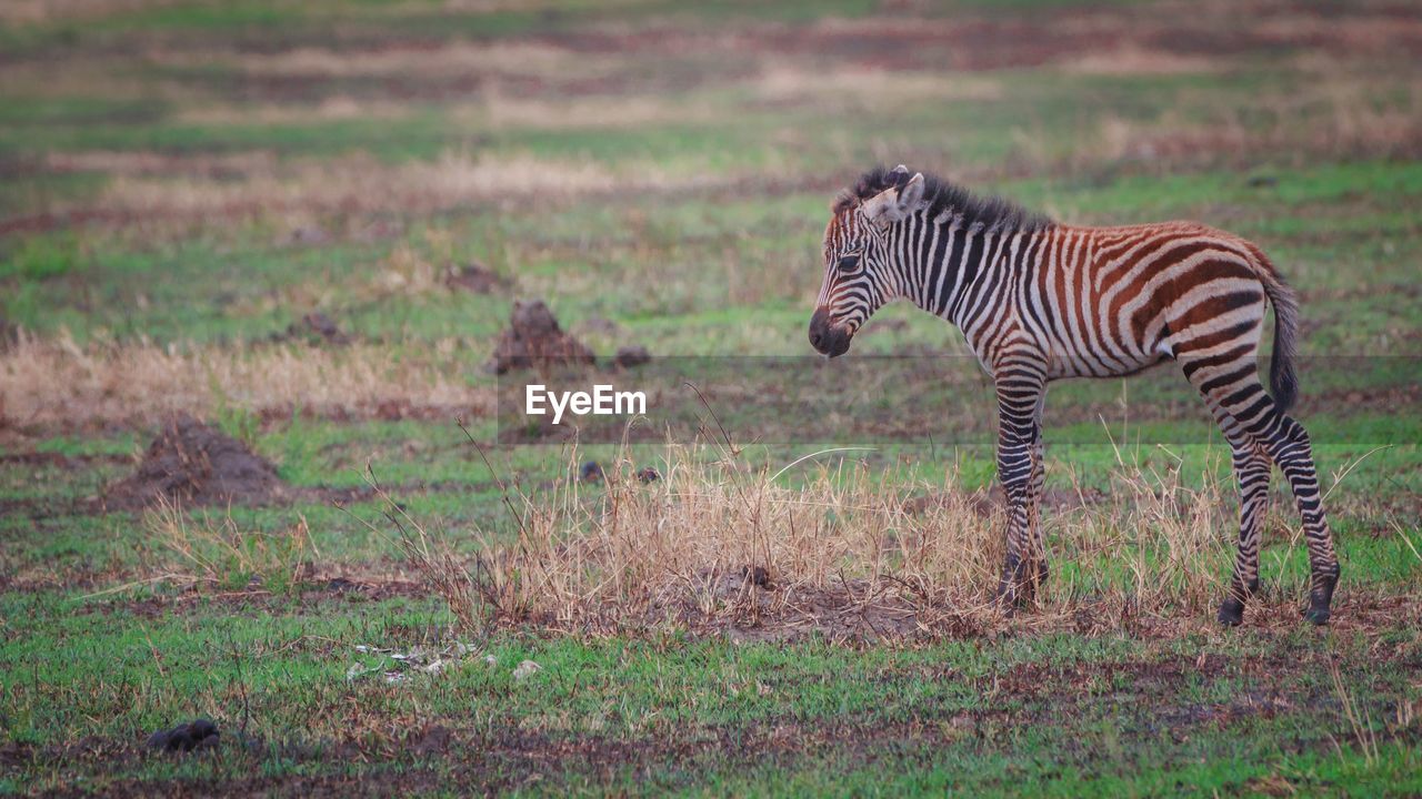 Zebra cub alone