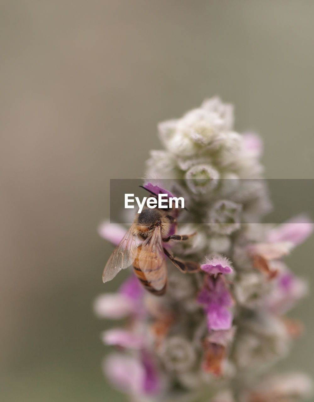 Close-up of bee perching on flower