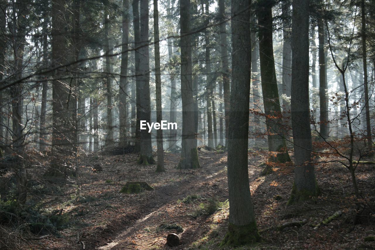 Trees growing in forest