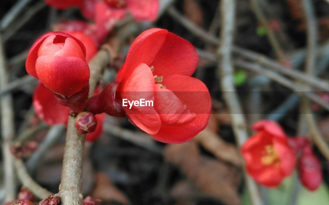 Close-up of red flower