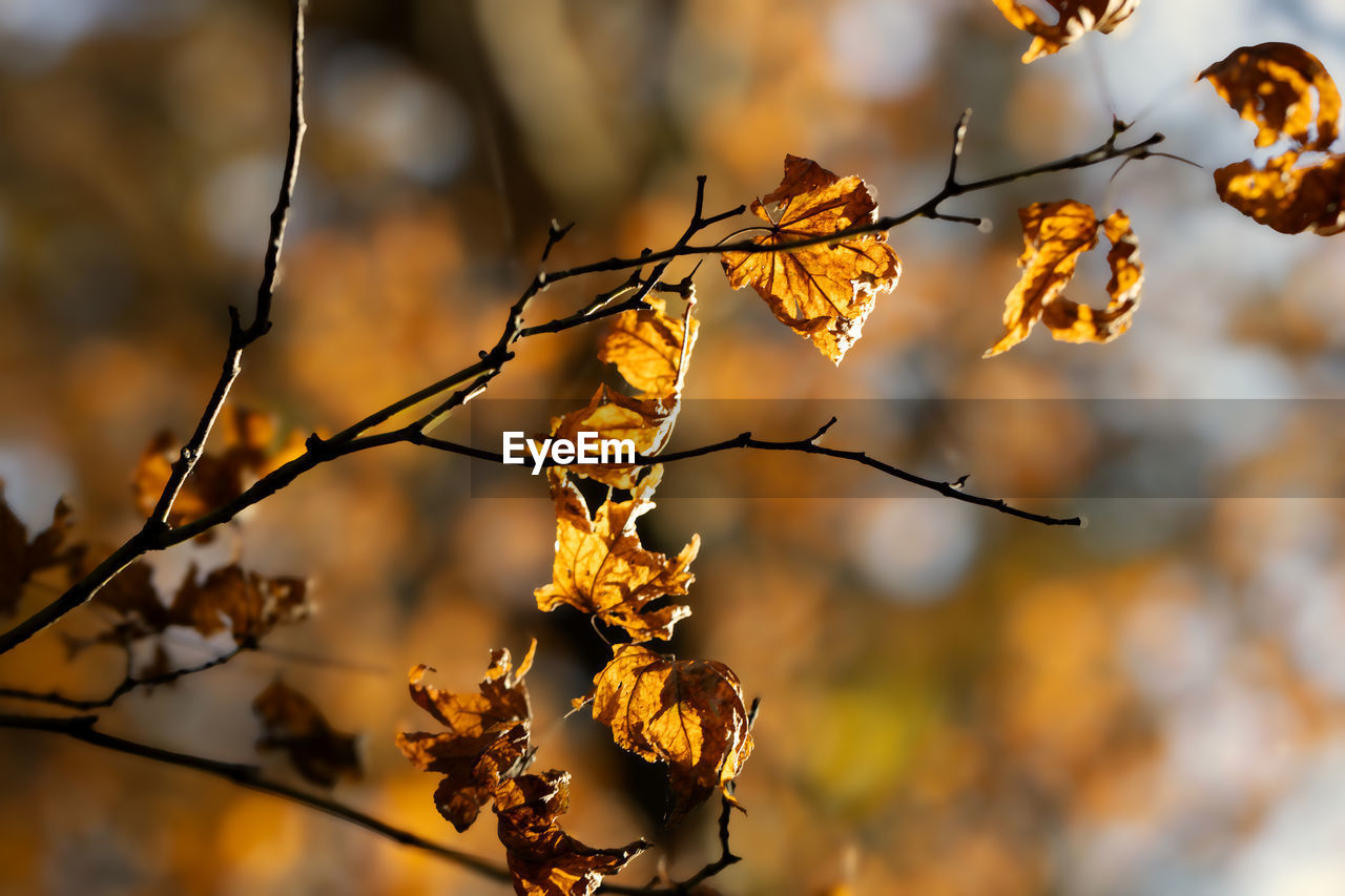 branch, autumn, leaf, tree, plant, sunlight, nature, twig, plant part, beauty in nature, focus on foreground, flower, no people, yellow, close-up, outdoors, macro photography, spring, tranquility, day, sky, sunset, dry, orange color, fruit, growth, selective focus, food and drink, food, fragility, scenics - nature