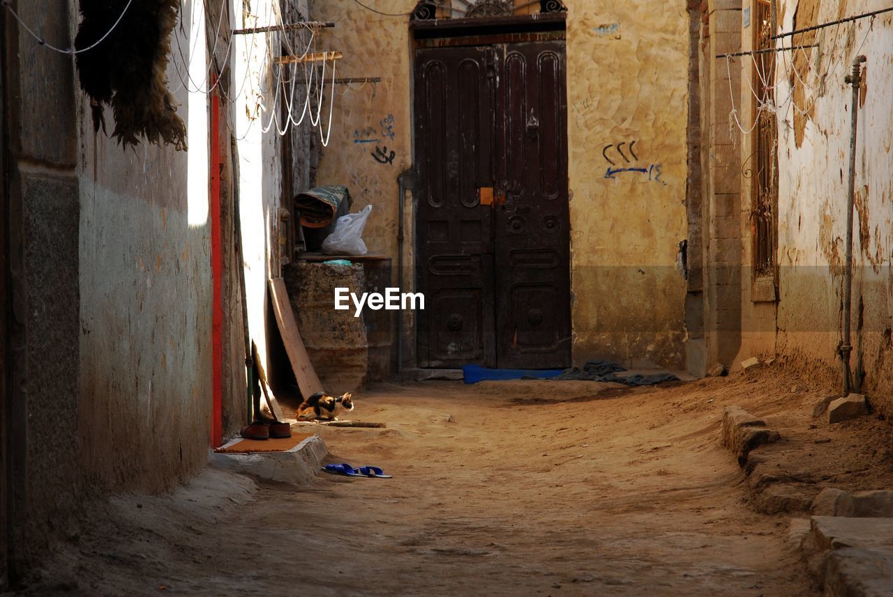 Cat living in street of aswan, egypt