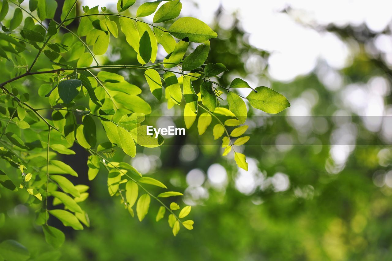 CLOSE-UP OF FRESH GREEN LEAVES ON TREE