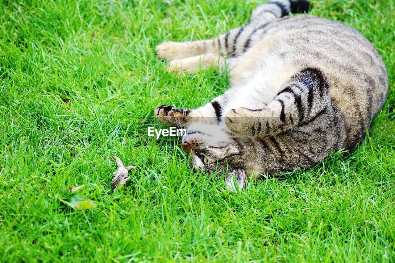 Cat relaxing on grassy field