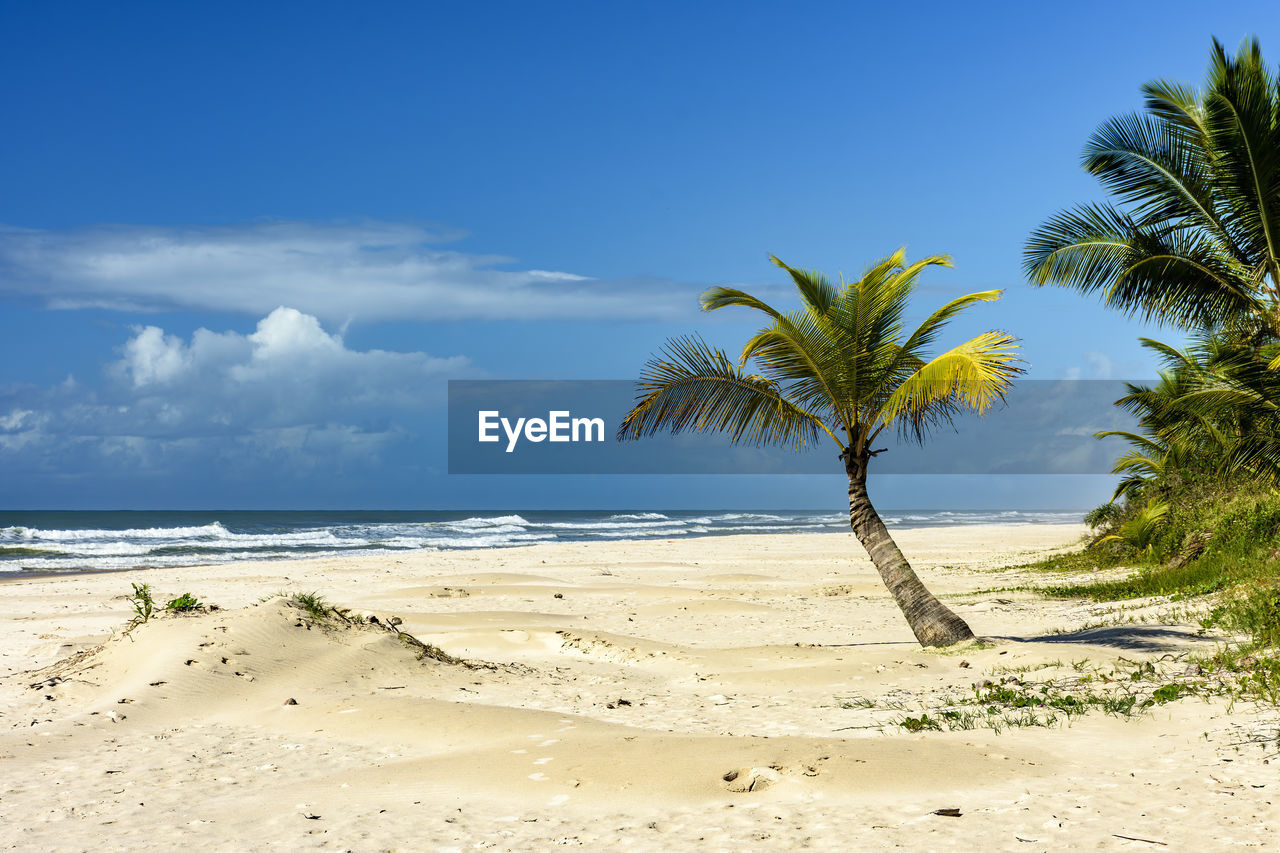 palm tree on beach against sky