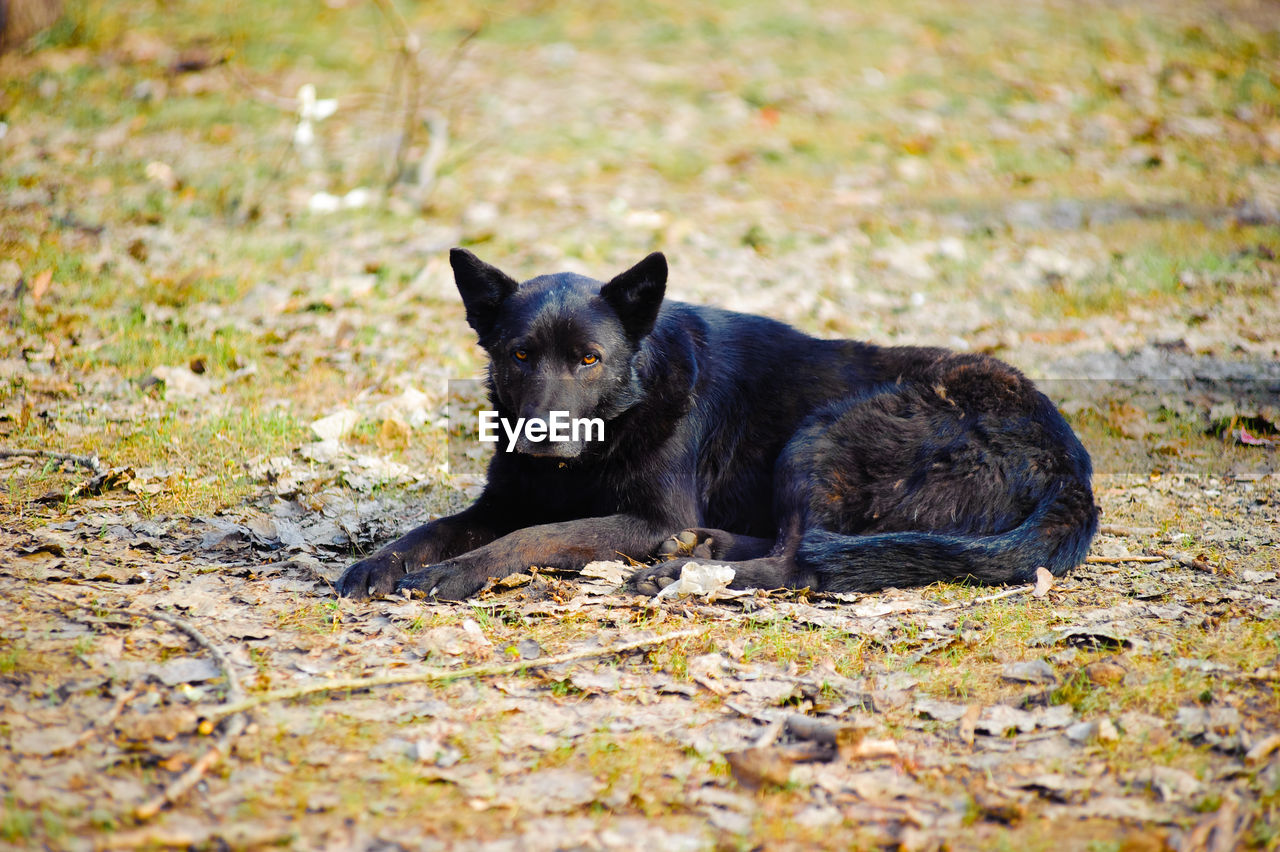 PORTRAIT OF BLACK DOG ON STREET