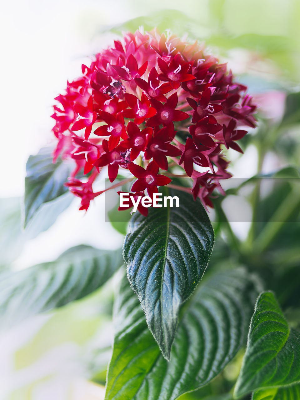 plant, flower, flowering plant, beauty in nature, plant part, leaf, freshness, nature, close-up, growth, fragility, red, petal, flower head, green, no people, inflorescence, focus on foreground, outdoors, blossom, springtime, day, pink, botany, selective focus