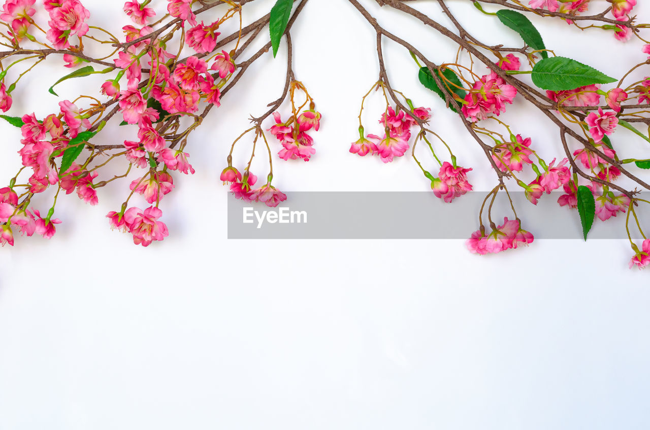 CLOSE-UP OF PINK FLOWERS AGAINST WHITE BACKGROUND