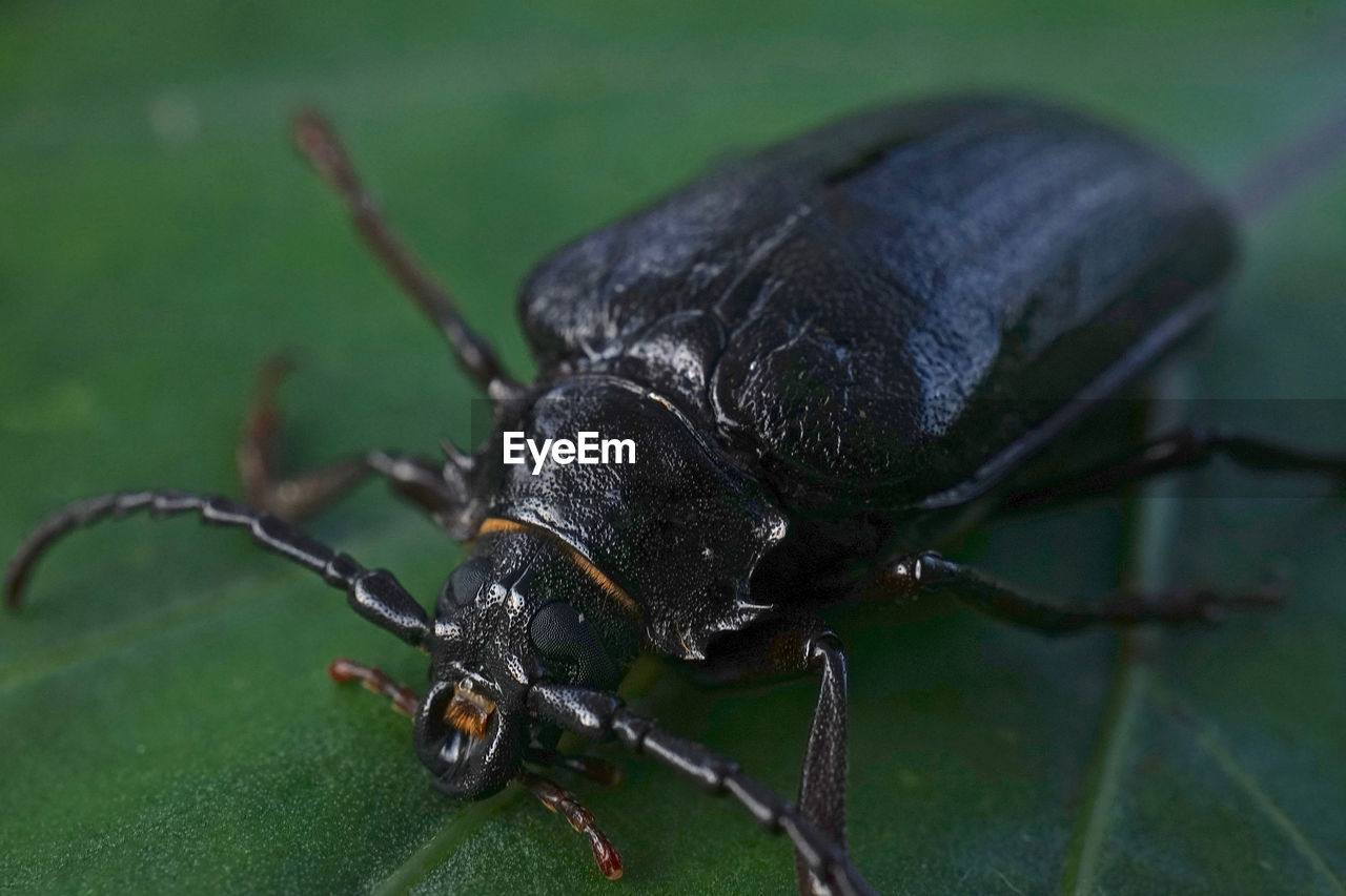 CLOSE-UP OF BLACK INSECT