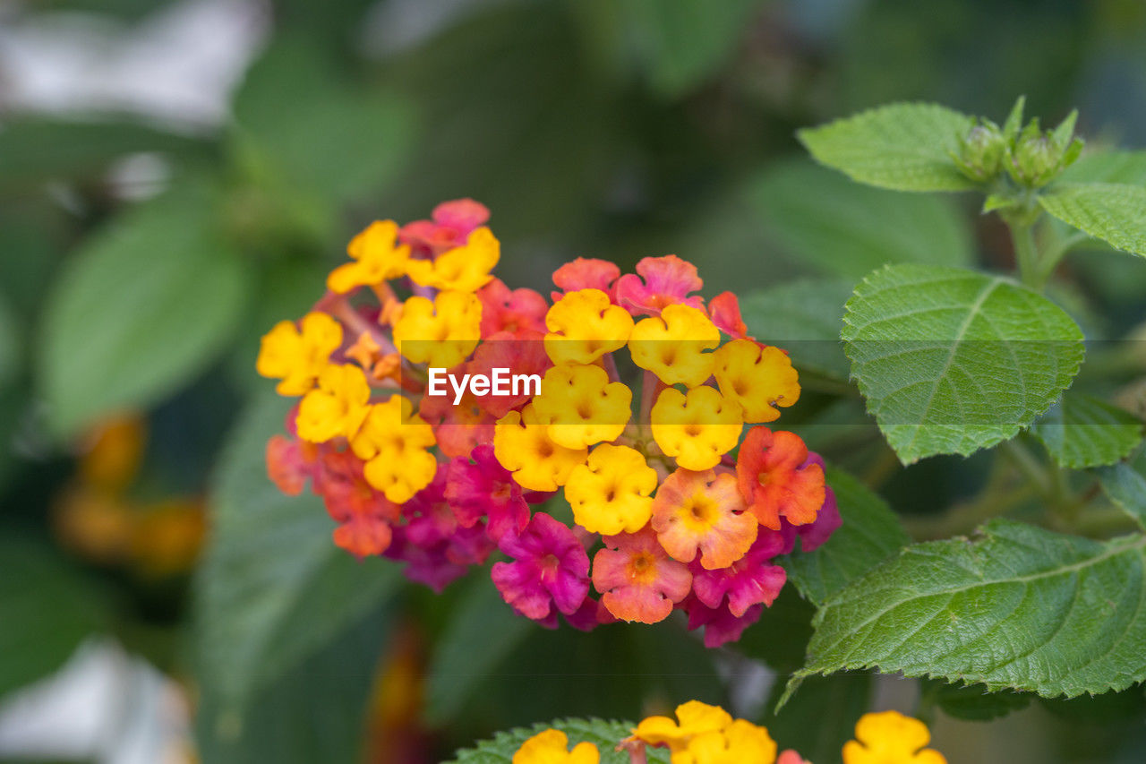 lantana camara, flowering plant, flower, plant, plant part, beauty in nature, leaf, freshness, lantana, nature, close-up, yellow, multi colored, growth, flower head, fragility, no people, petal, green, outdoors, inflorescence, day, wildflower, focus on foreground