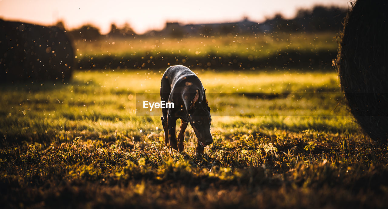 View of dog on field during sunset