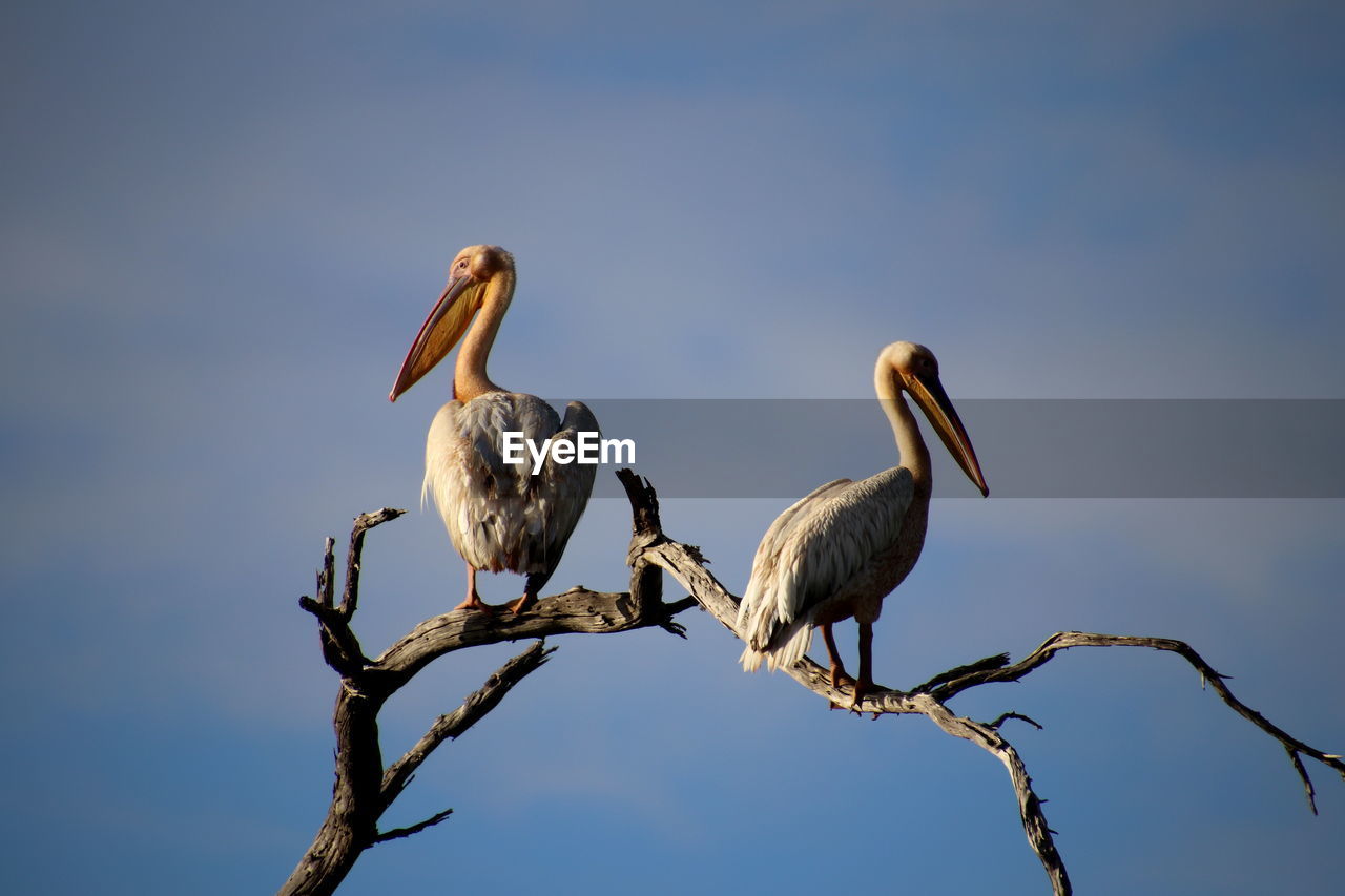 Pelicans on a tree