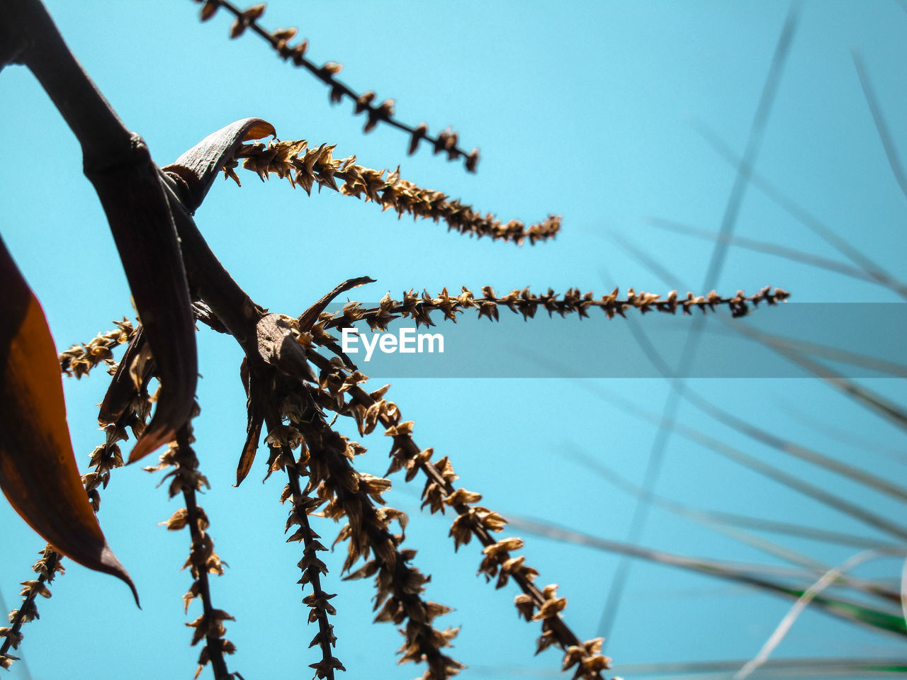 Low angle view of plant against blue sky