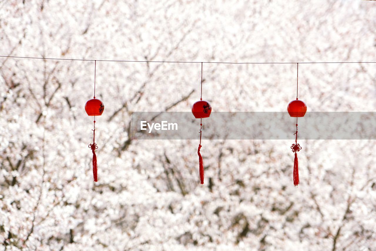 Wind chimes hanging on rope against cherry trees