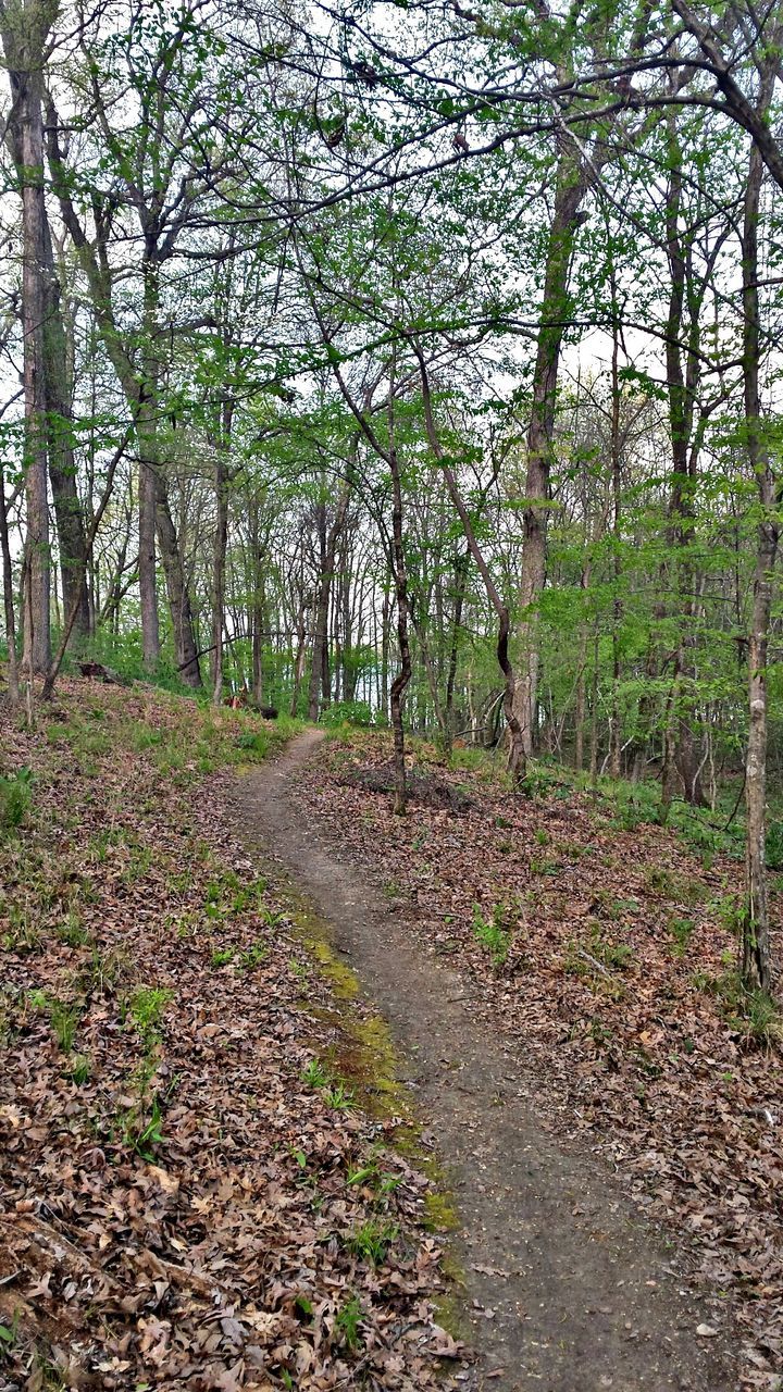 ROAD AMIDST TREES IN FOREST