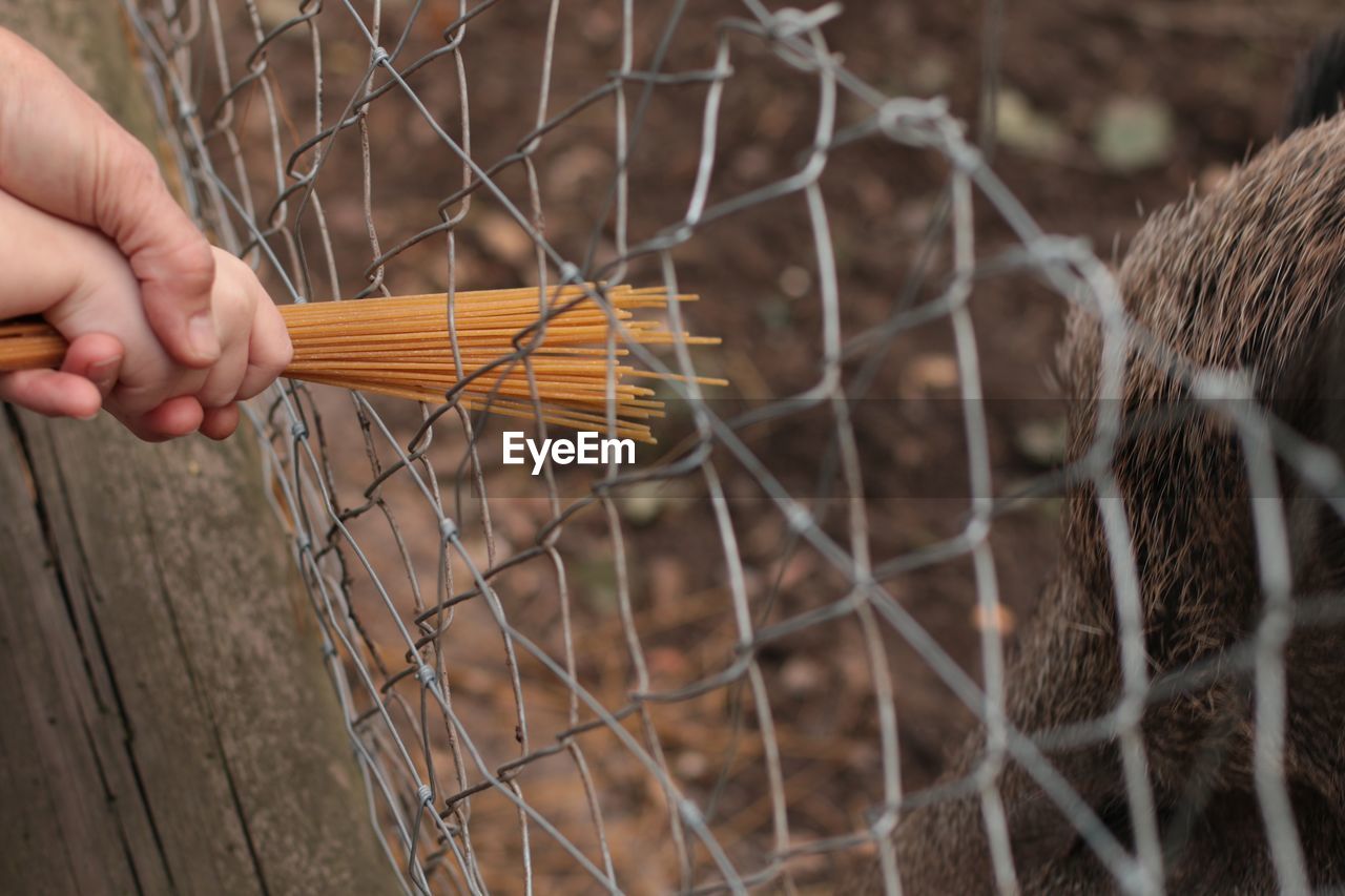 Close-up of hands feeding spaghetti on chainlink fence to wild boar in zoo