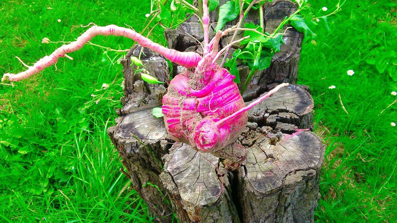 High angle view of plant on tree stump in garden