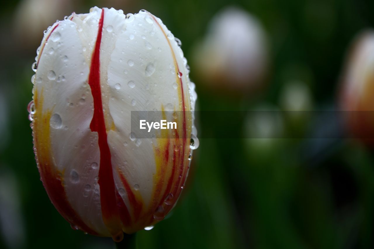 Close-up of wet flower blooming outdoors