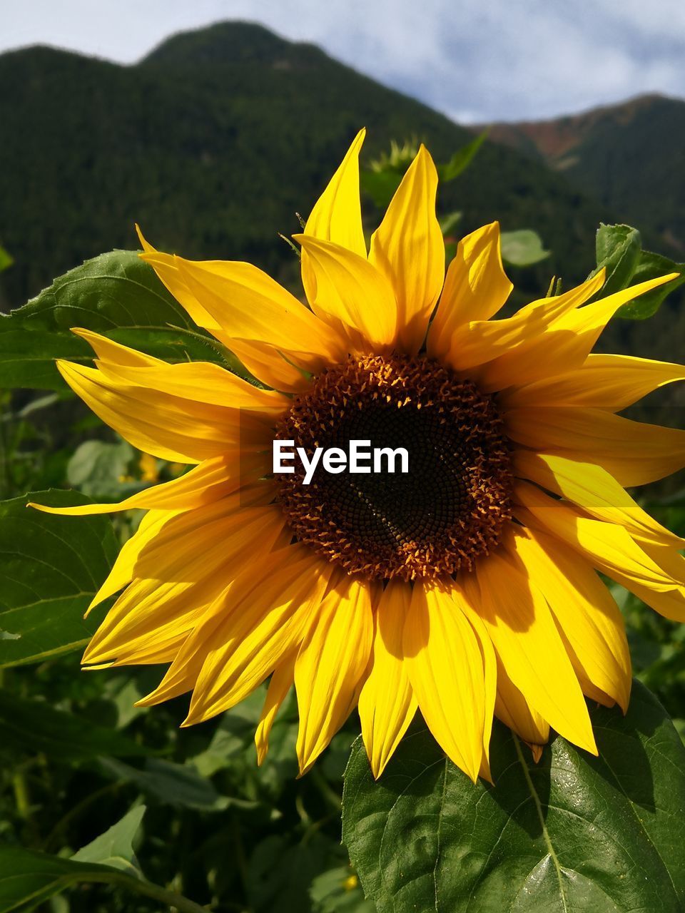 CLOSE-UP OF SUNFLOWER IN BLOOM OF YELLOW FLOWER