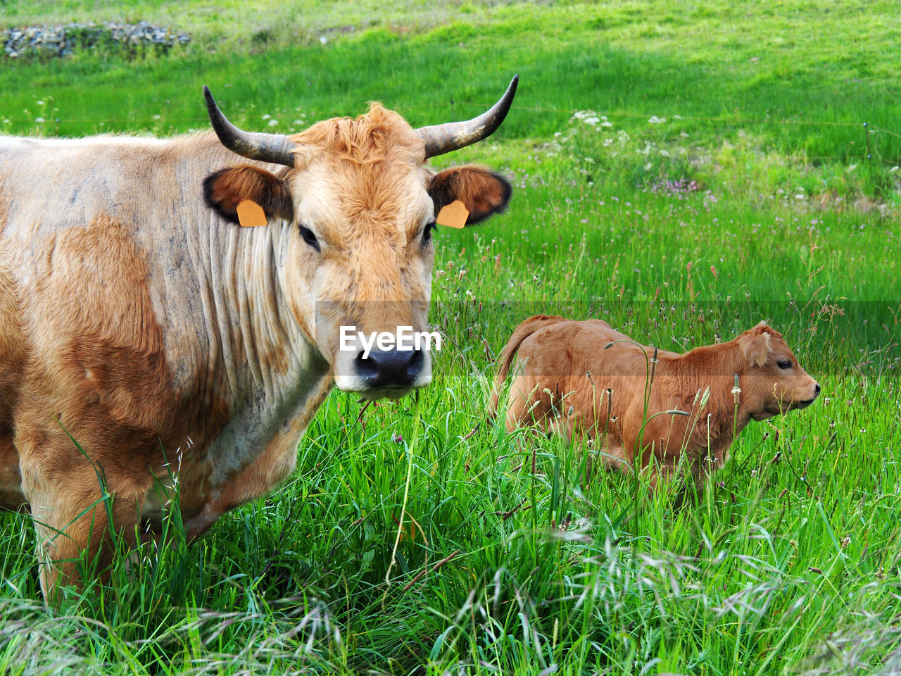 COW ON A FIELD