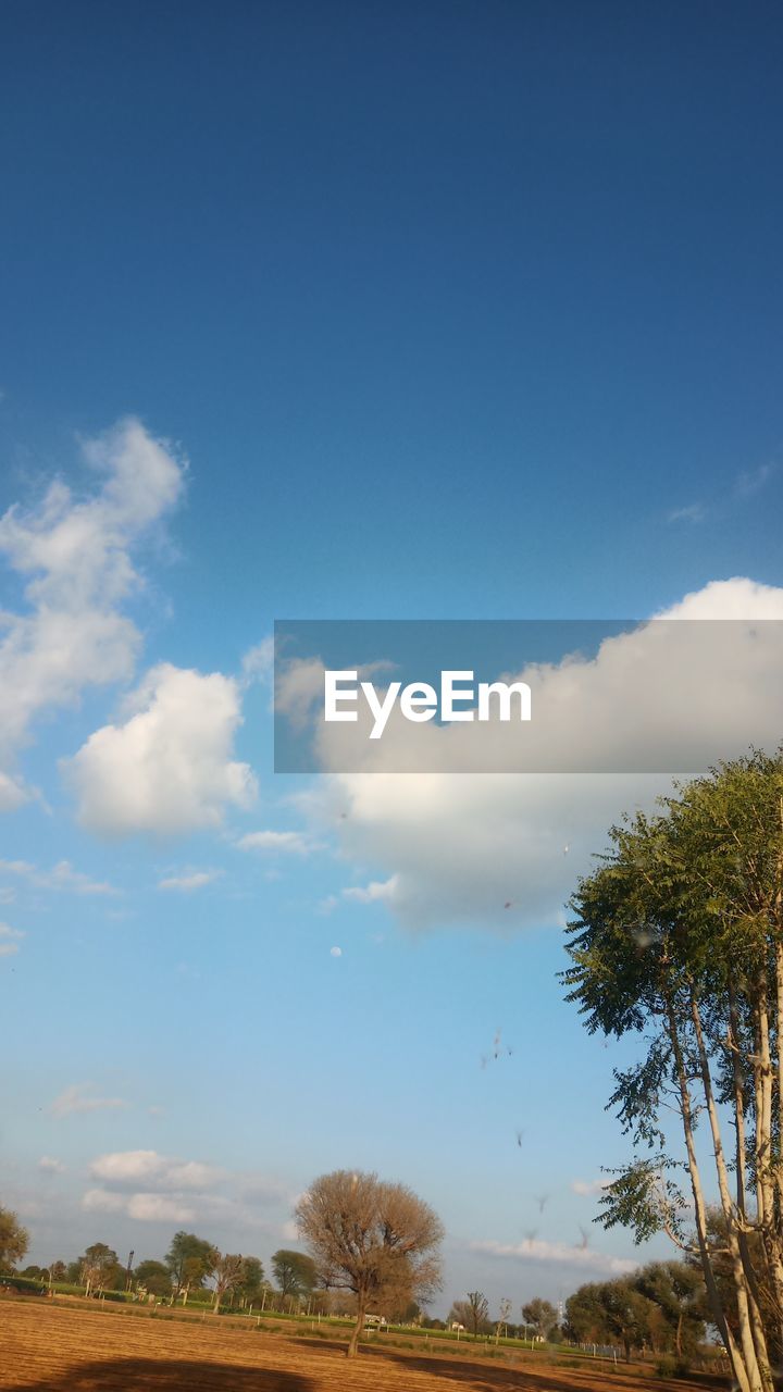 LOW ANGLE VIEW OF TREES GROWING ON FIELD AGAINST SKY