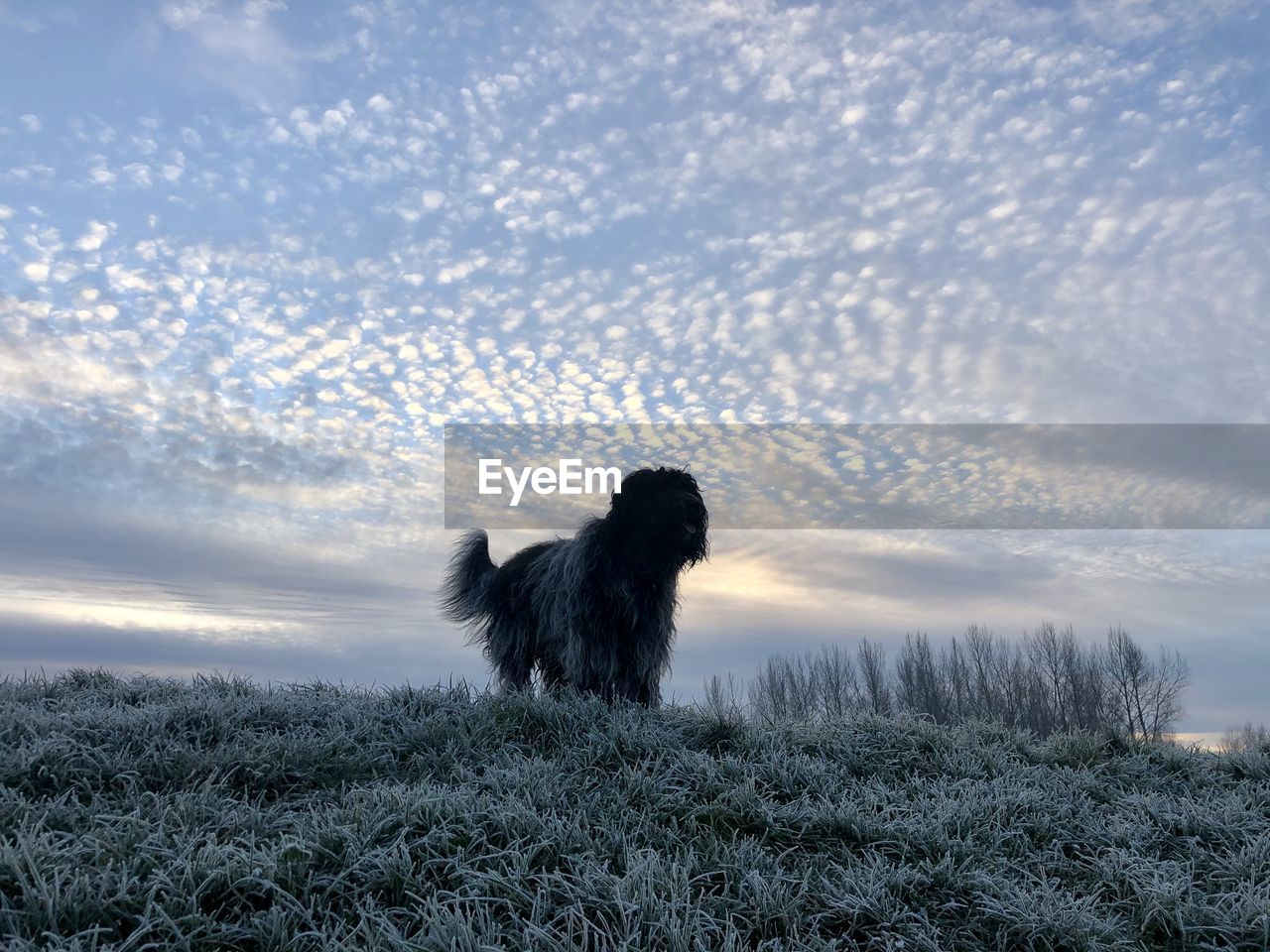 Dog standing on grassy land against sky