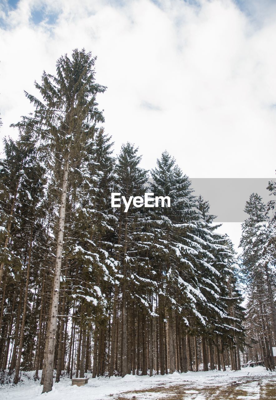 SNOW COVERED PINE TREES IN FOREST AGAINST SKY