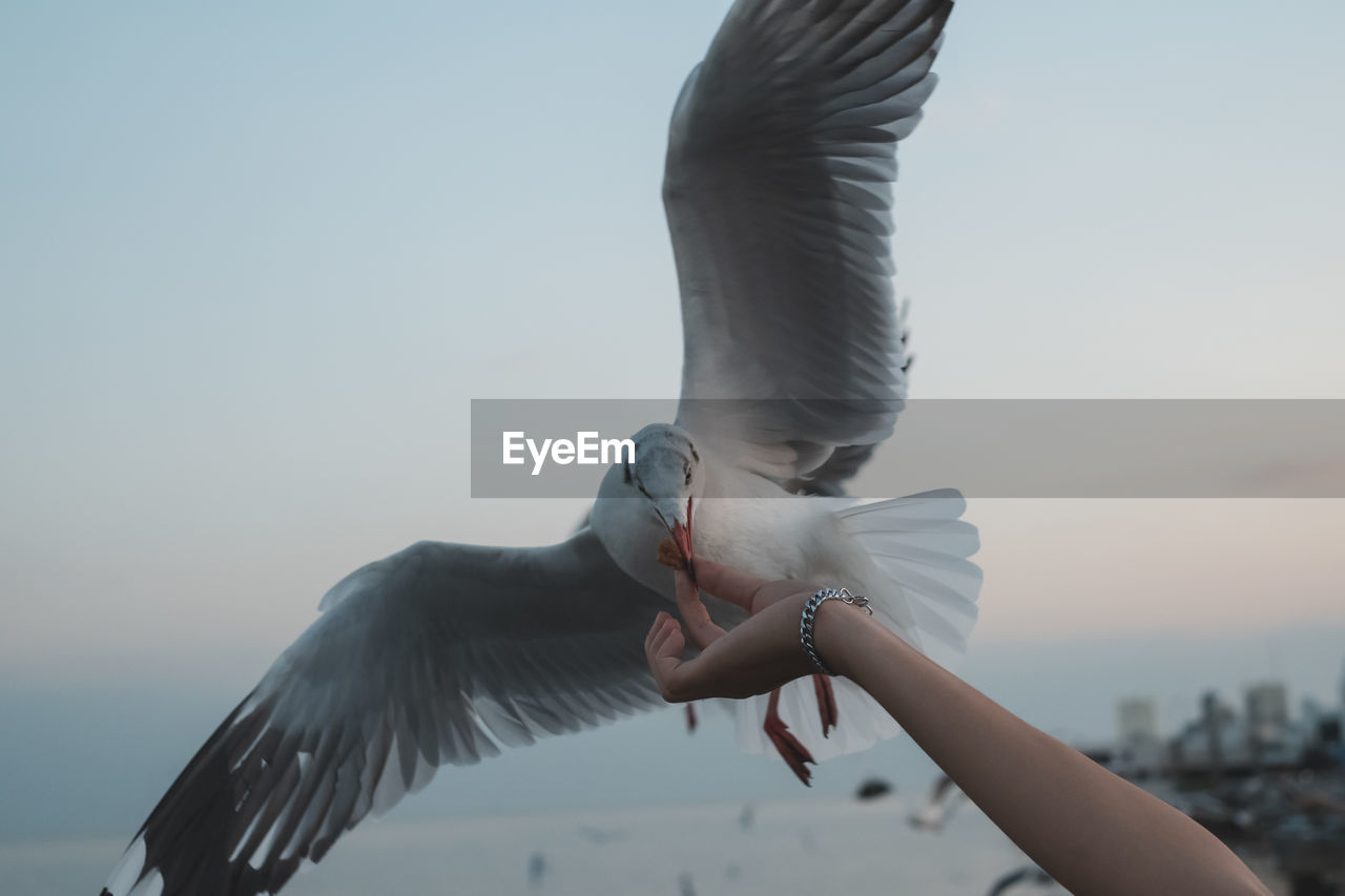 Low angle view of seagull flying against sky