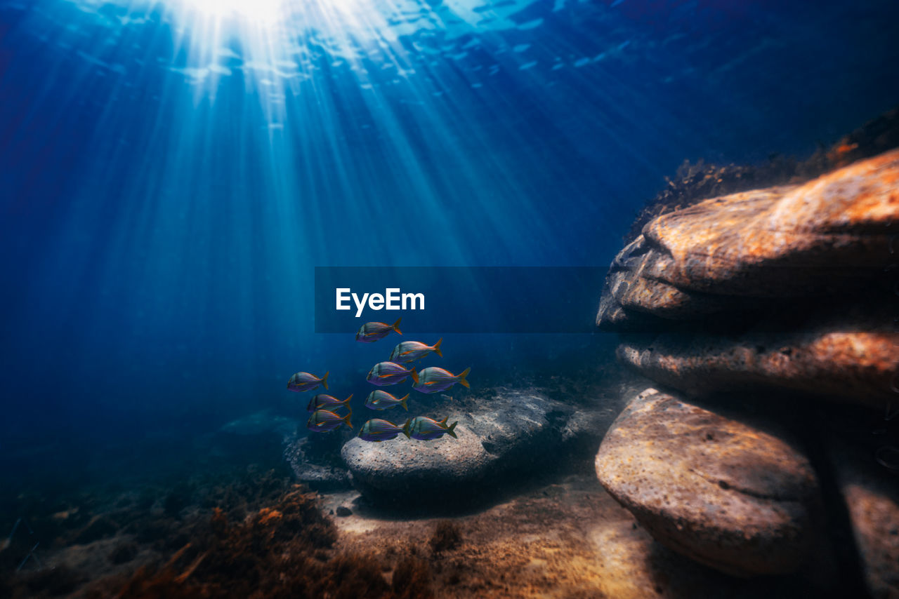 View of turtle swimming in sea