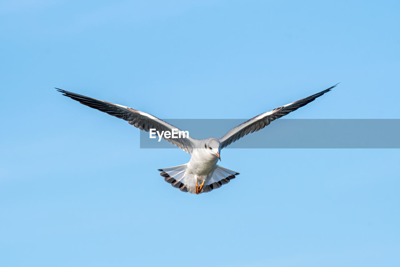 Low angle view of seagull flying in sky