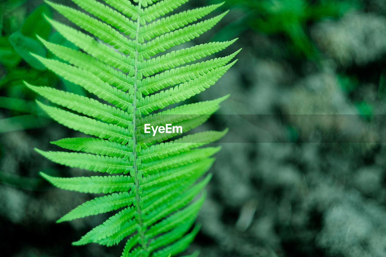 Close-up of fern leaves