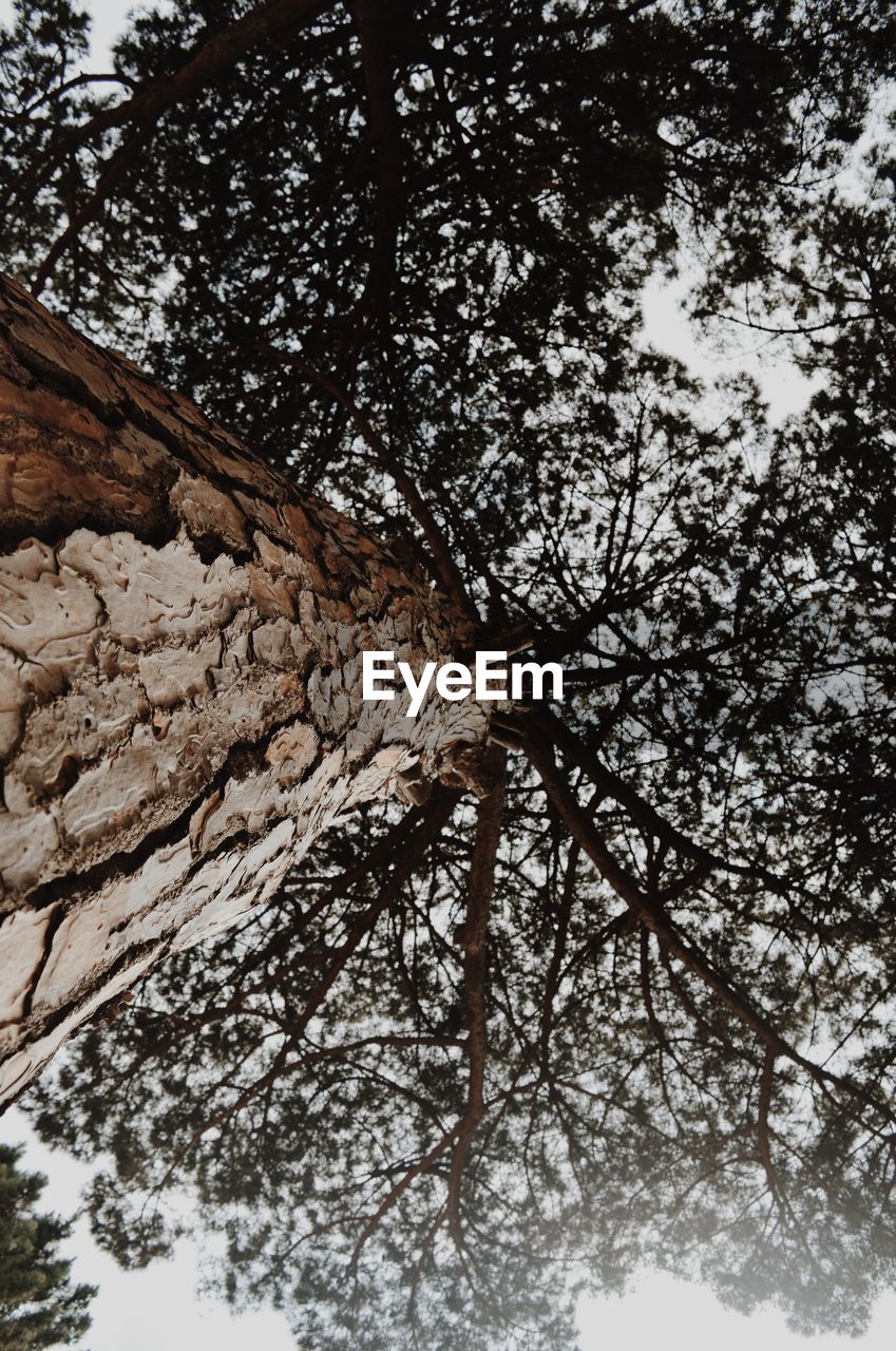 Low angle view of tree against sky during winter