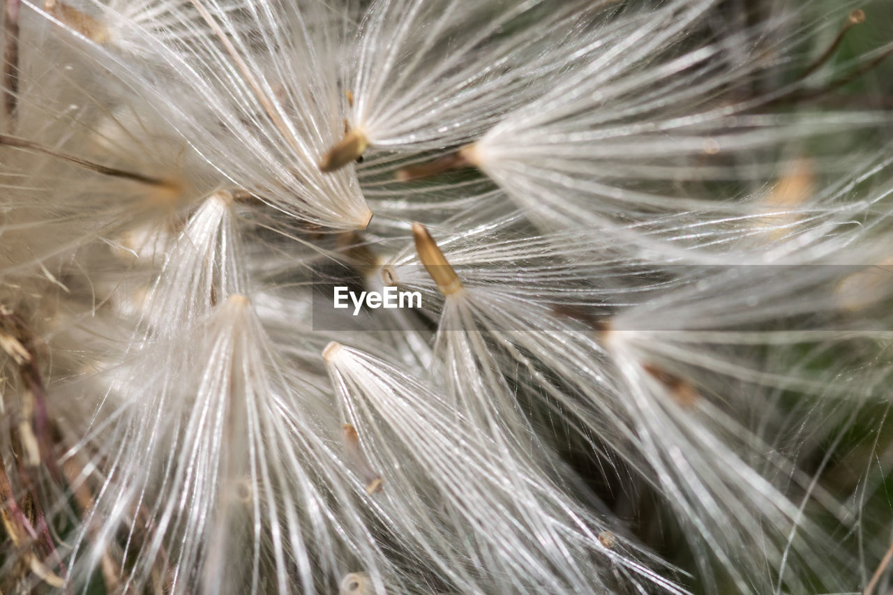 fragility, plant, dandelion, close-up, softness, beauty in nature, dandelion seed, macro photography, nature, freshness, seed, flower, grass, no people, growth, flowering plant, selective focus, branch, day, white, feather, thorns, spines, and prickles, outdoors, focus on foreground, full frame, backgrounds, leaf