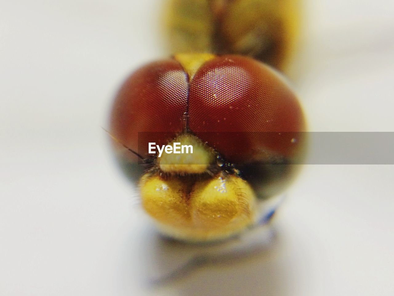 Extreme close-up of dragonfly head