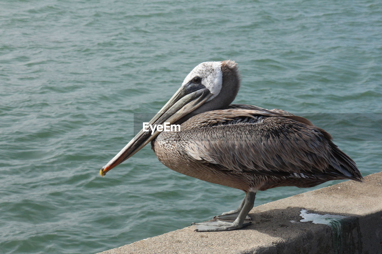 Pelican in san francisco